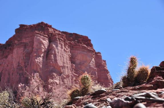 Pequenos cactus no Parque Nacional Talampaya, na Argentina
